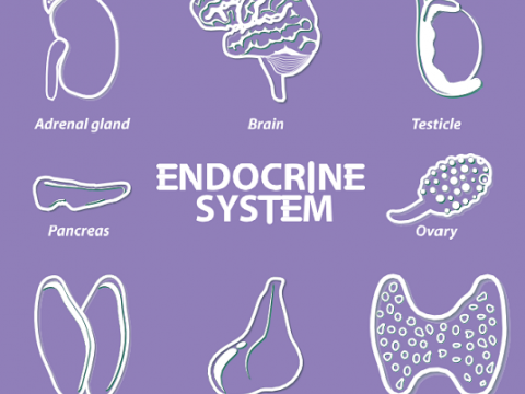 endocrine systeem